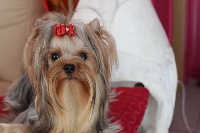 Étalon Yorkshire Terrier - Miss scarlett du royaume d'Inès