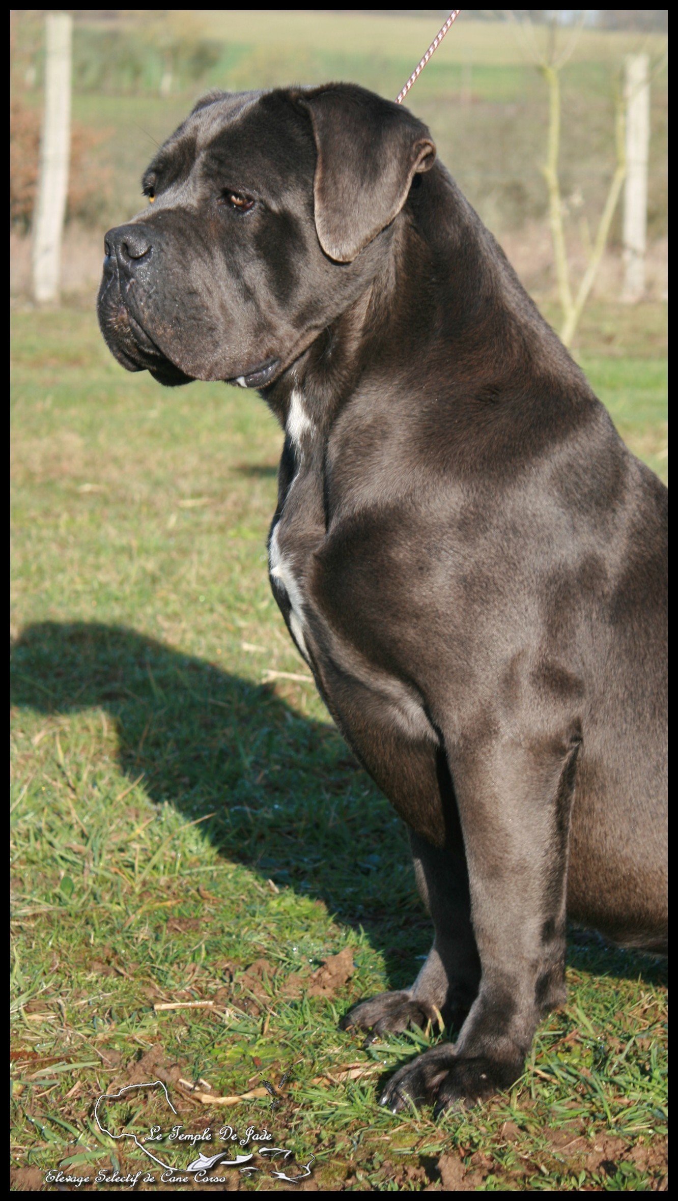 Miss lady Des Légendes De Jade