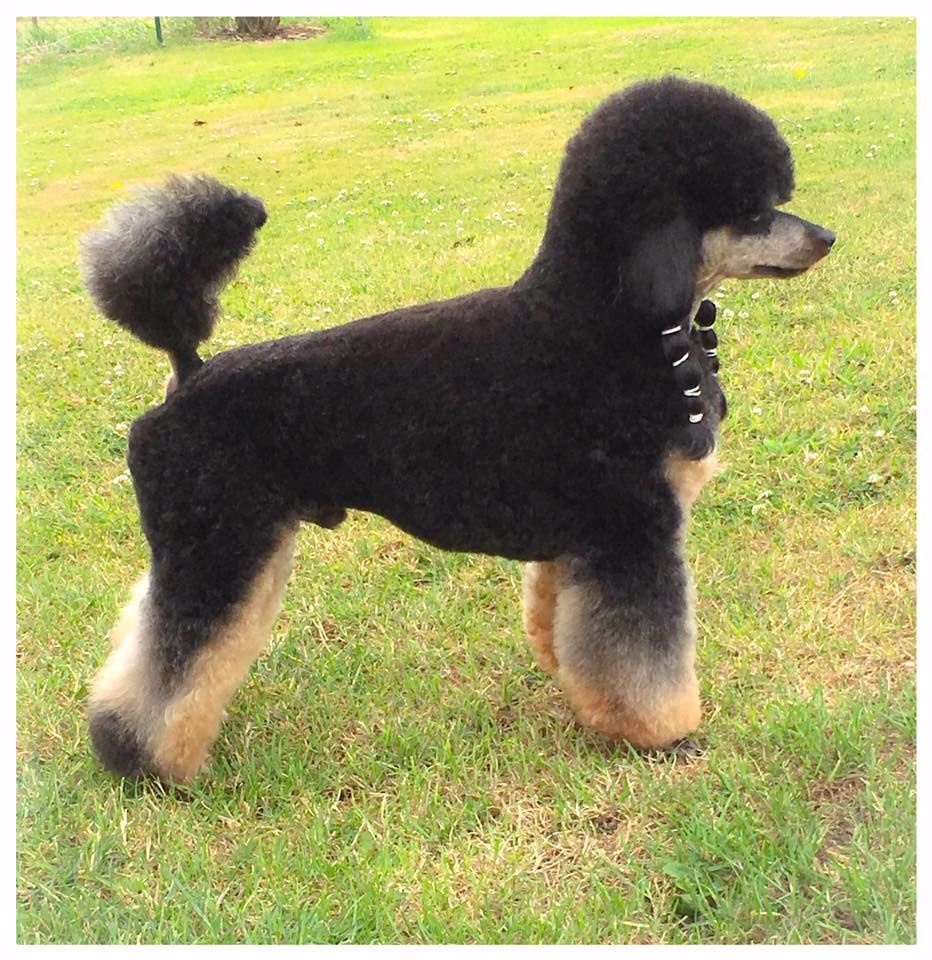 Flash Royal Ostrova Grez Chien De Race Toutes Races En Tous