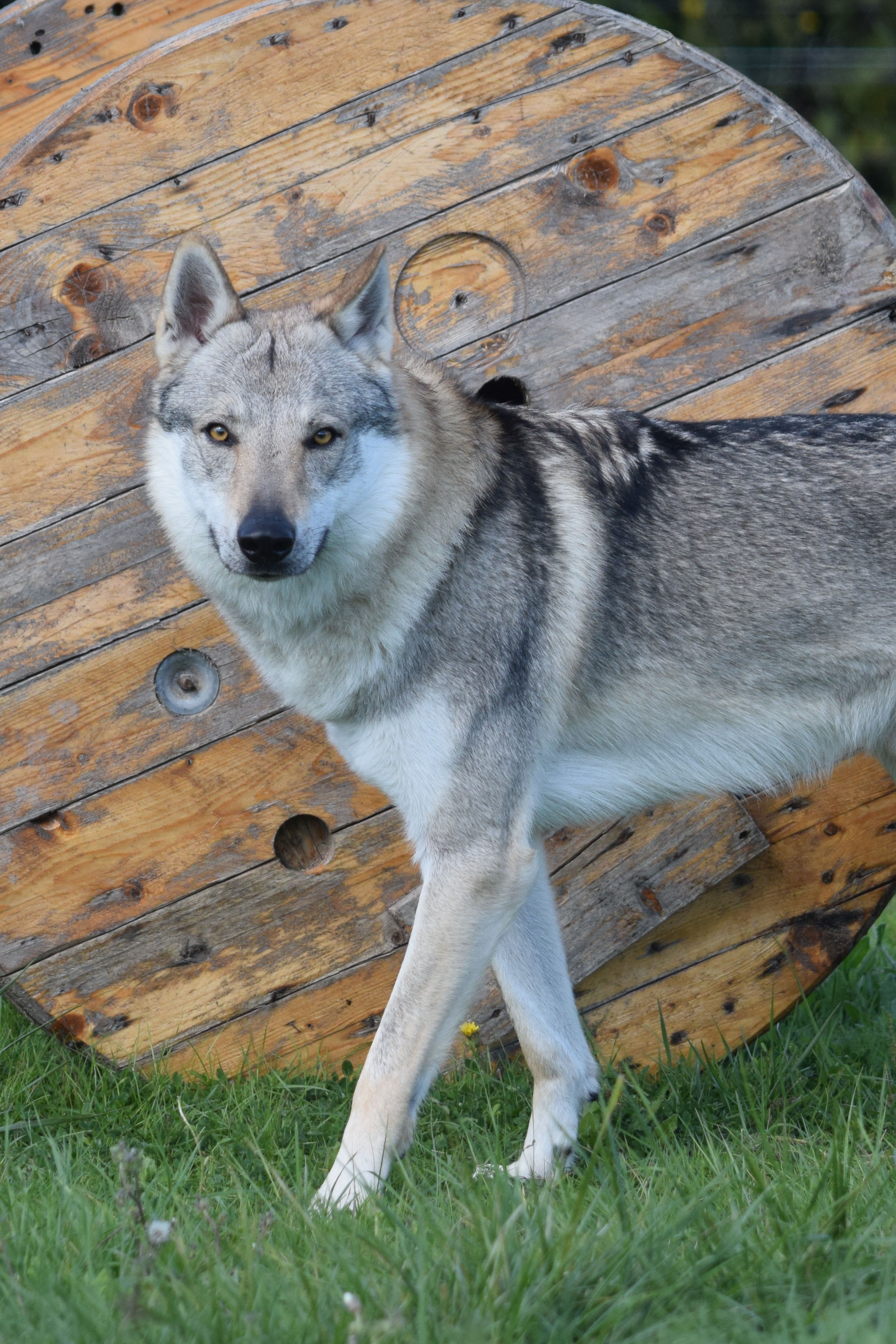 Publication : des loups d'Akairo  Auteur : sylvana Bethus