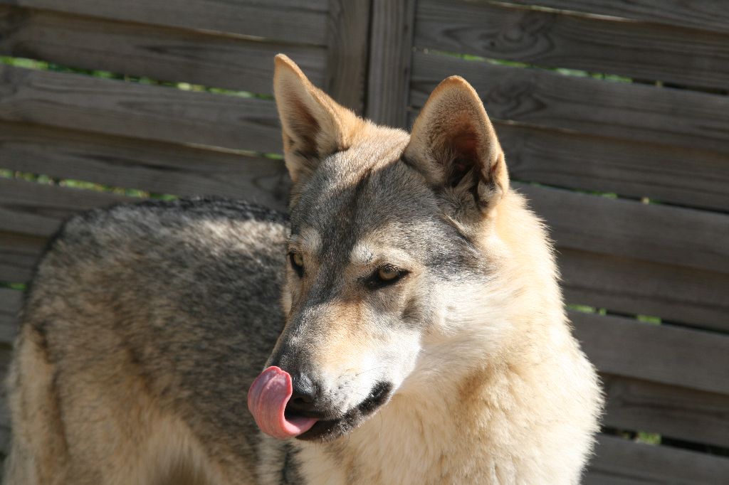 Publication : des loups d'Akairo  Auteur : sylvana BETHUS