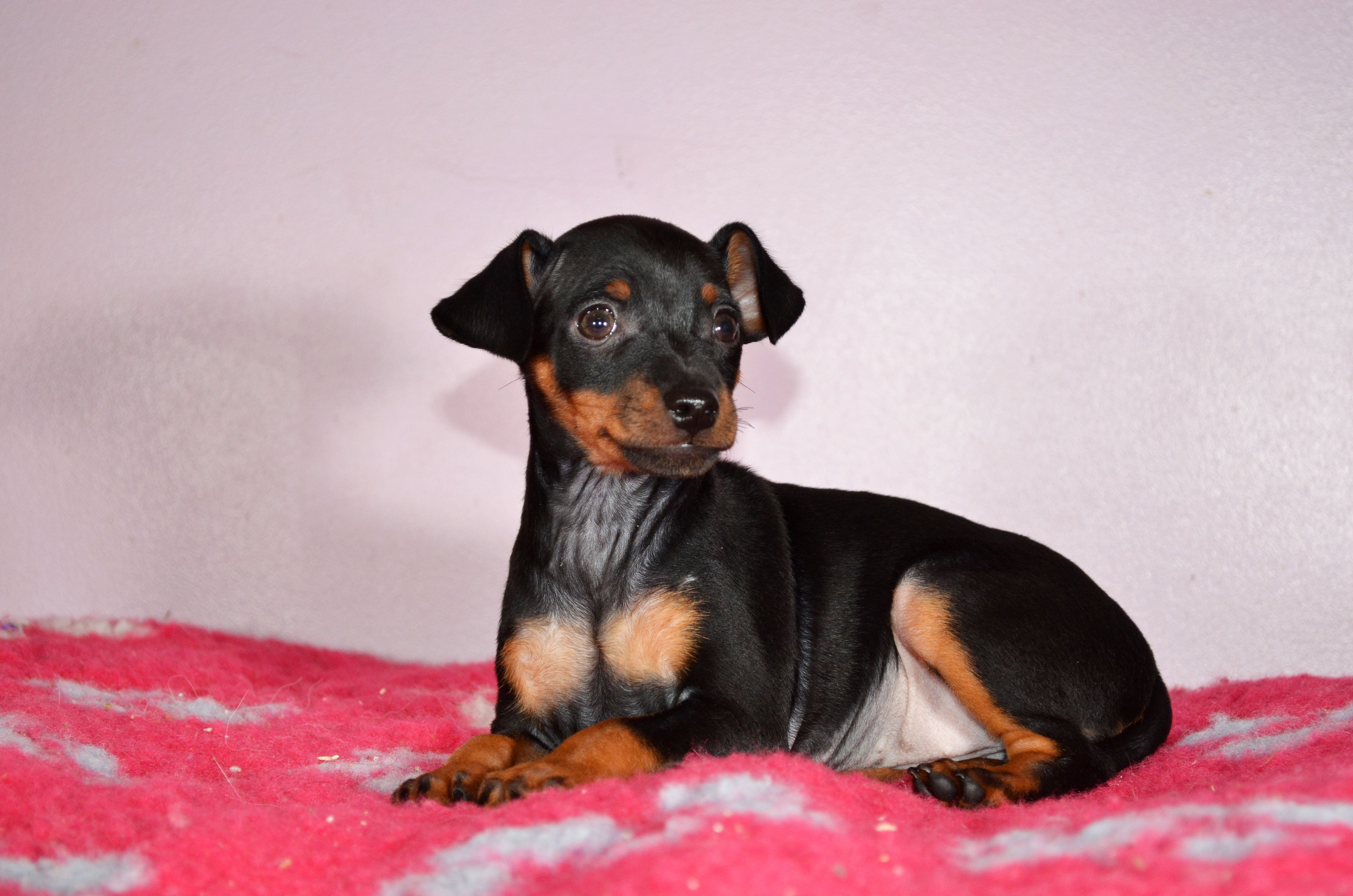 Chien Elevage De La Plaine D'Hannah eleveur de chiens Pinscher nain