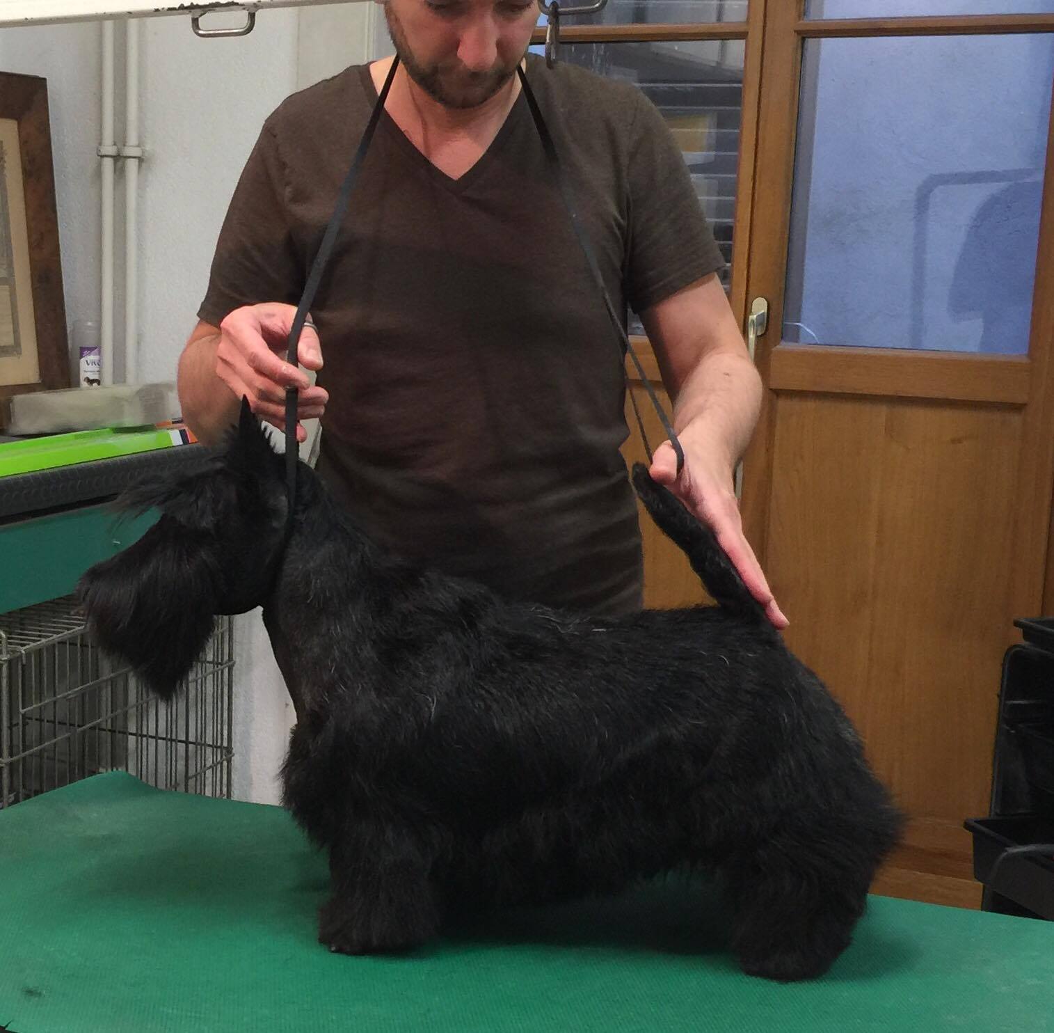 Les Scottish Terrier de l'affixe   Des boules du mont d'Ayot