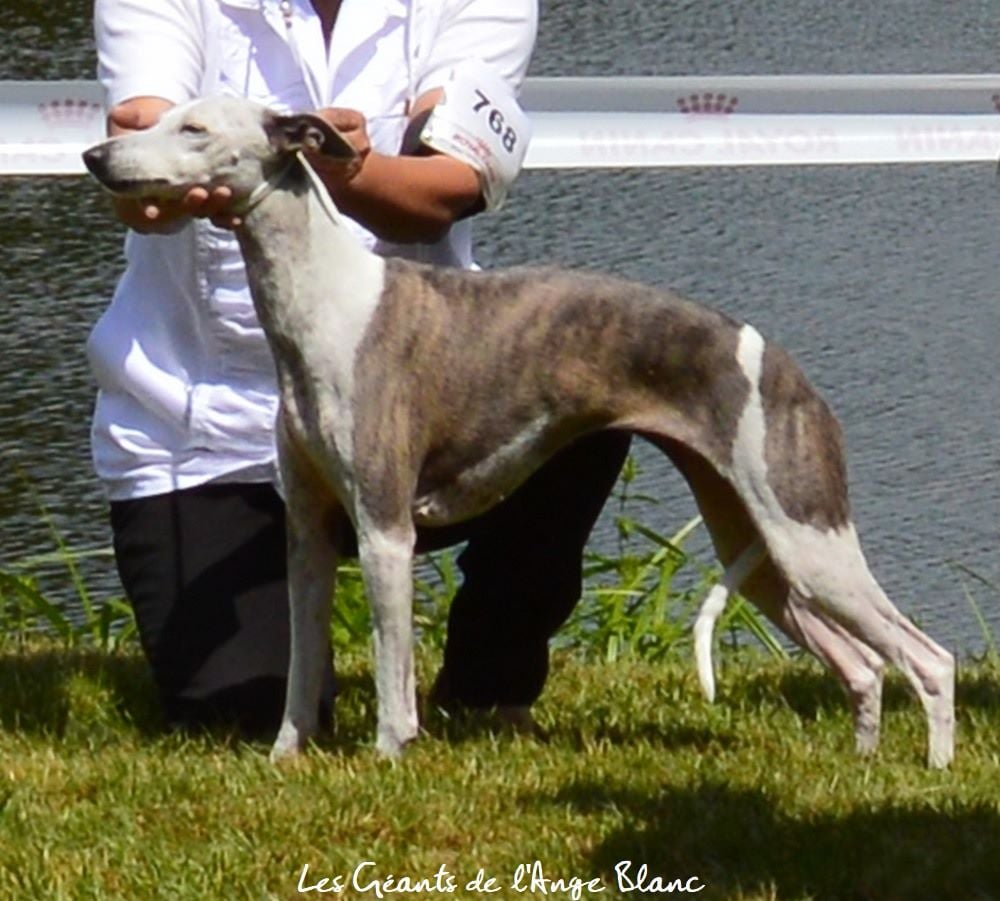 Les Whippet de l'affixe   des Géants de l'Ange Blanc