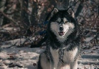 Étalon Siberian Husky - Gun Corsicahusky