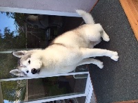 Étalon Siberian Husky - Mon chien de l'écume des cimes blanches
