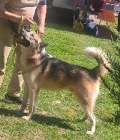 Étalon Chien du Groenland - CH. sledog Santos coffea