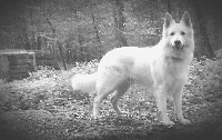Étalon Berger Blanc Suisse - Igloo De La Plaine Vosgienne