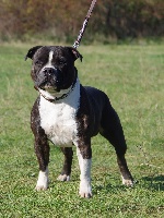 Étalon Staffordshire Bull Terrier - CH. Lascar Titre Initial