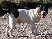 Étalon Staffordshire Bull Terrier - Get 7 Etton Blue's