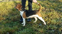 Étalon Beagle - Milka Du Domaine Des Loups Mer