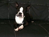Étalon Boston Terrier - Marley d'oclair des loups
