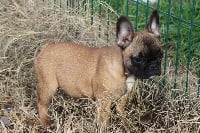 Étalon Bouledogue français - Naia Les Joyaux de la Vallee