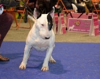 Étalon Bull Terrier - Her swan glorious of the critical point