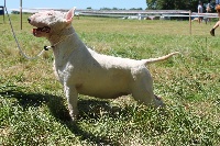 Étalon Bull Terrier - C'est la vie mithgard