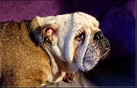 Étalon Bulldog Anglais - Mireille of gypsy the dog at golden eyes
