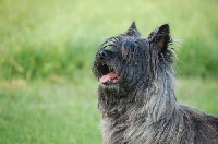 Étalon Cairn Terrier - Idéfix (Sans Affixe)