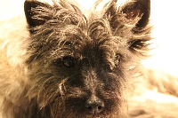 Étalon Cairn Terrier - Joy lyly beverly du Pays des Lylows