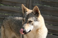 Étalon Chien-loup tchecoslovaque - Heaven des loups d'Akairo