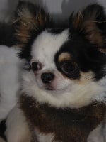 Étalon Chihuahua - Michigan Des Minis Pepites