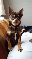 Étalon Chihuahua - Léon du Diamant d'Or