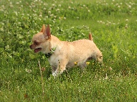 Étalon Chihuahua - Louise de la folie d'aliénore