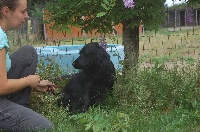 Étalon Cocker Spaniel Anglais - Maly De sandie landes
