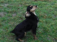 Étalon Cocker Spaniel Anglais - Nina du domaine des honos