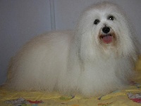 Étalon Coton de Tulear - Droledeboule De la vanille bourbon