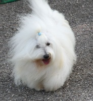 Étalon Coton de Tulear - CH. Valesco De la vanille bourbon