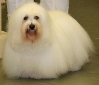 Étalon Coton de Tulear - CH. Funny boy De la vanille bourbon