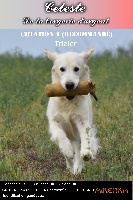 Étalon Golden Retriever - TR. Céleste de la bergerie d' argent
