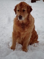 Étalon Golden Retriever - Lia du Sarmizegetusa Regia