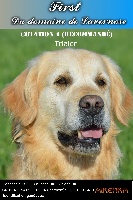 Étalon Golden Retriever - TR. First Du Domaine De Lavernose