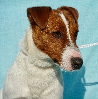 Étalon Jack Russell Terrier - Mojito  du Bois des Carnutes