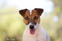 Étalon Jack Russell Terrier - Jezia des Gres de Malleville