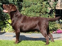 Étalon Labrador Retriever - CH. Hampton epoch mozart at herbu zadora