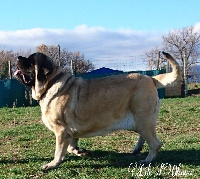 Étalon Mastiff - Lulu (Sans Affixe)