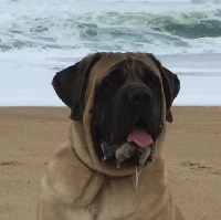 Étalon Mastiff - Jasca del caballeros Abraxas