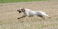 Étalon Setter Anglais - TR. Fangio des rives du bel-air