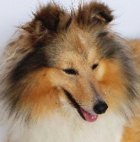 Étalon Shetland Sheepdog - H'lianisis spirit of the phoenix De la montagne aux loups