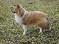 Étalon Shetland Sheepdog - Nolwenn leroy du Royaume d'Angélique