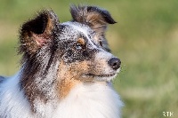 Étalon Shetland Sheepdog - Izy of Wind River