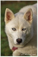 Étalon Siberian Husky - Liubov's Miss yorka