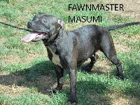 Étalon Staffordshire Bull Terrier - Fawnmaster Masumi