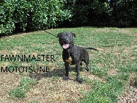 Étalon Staffordshire Bull Terrier - Fawnmaster Mototsune