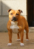 Étalon Staffordshire Bull Terrier - Astra wymy&#347;lilem ciebie