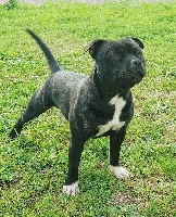 Étalon Staffordshire Bull Terrier - Skillstaff My name is bond