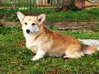 Étalon Welsh Corgi Pembroke - Lover boy Du Mont Réguet