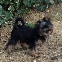 Étalon Yorkshire Terrier - Nuit noire De lou Simbeo